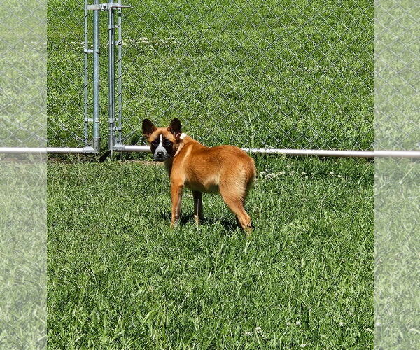 Medium Photo #13 German Shepherd Dog-Unknown Mix Puppy For Sale in Oakhurst, NJ, USA