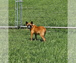 Small #12 German Shepherd Dog Mix