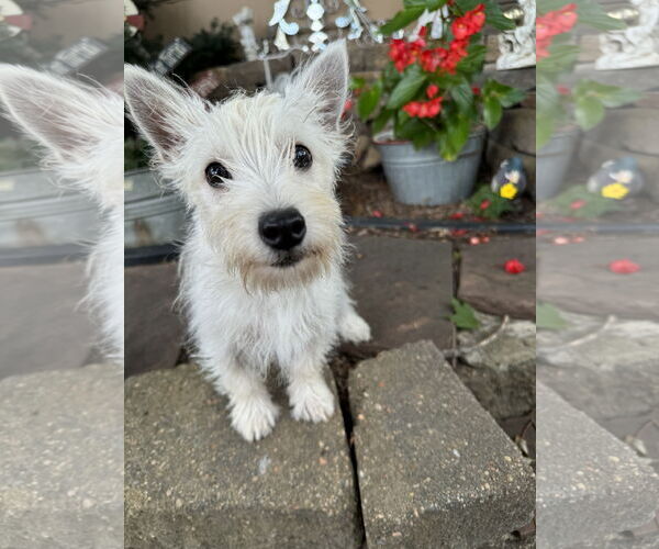 Medium Photo #1 Mutt Puppy For Sale in Sioux Falls, SD, USA