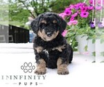 Small #4 Bernedoodle (Miniature)