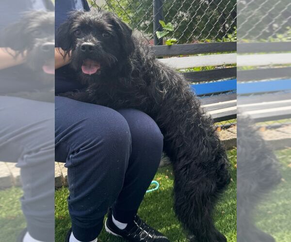 Medium Photo #4 Mutt Puppy For Sale in Perth Amboy, NJ, USA