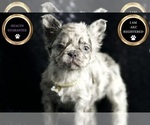 Small Photo #3 French Bulldog Puppy For Sale in WARSAW, IN, USA