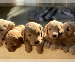 Goldendoodle Puppy for sale in TEHACHAPI, CA, USA