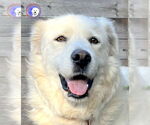 Small #6 Great Pyrenees
