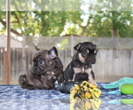 Small Photo #12 French Bulldog Puppy For Sale in VALLEJO, CA, USA