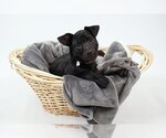 Small Photo #7 Dachshund-Labrador Retriever Mix Puppy For Sale in Princeton, MN, USA