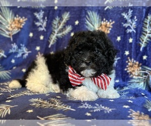 Poodle (Miniature)-Zuchon Mix Puppy for sale in LAKELAND, FL, USA