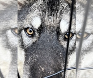 Alaskan Malamute-Czech Wolfdog Mix Puppy for sale in CEDAR FALLS, IA, USA