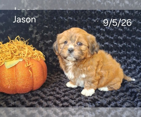 Medium Photo #3 Zuchon Puppy For Sale in MOUNT PLEASANT, MI, USA