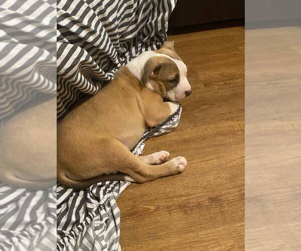 Medium Photo #2 American Pit Bull Terrier Puppy For Sale in BURLINGTON, NJ, USA