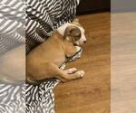 Small #1 American Pit Bull Terrier
