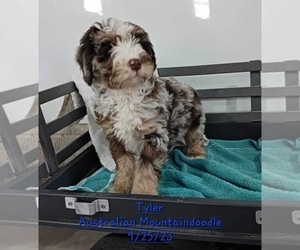 Aussiedoodle Litter for sale in TOPEKA, IN, USA