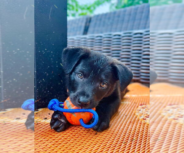 Medium Photo #2 Mutt Puppy For Sale in Minneapolis, MN, USA