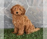 Small #2 Poodle (Miniature)