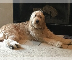 Father of the Goldendoodle puppies born on 12/16/2019