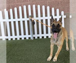Mutt Dogs for adoption in Modesto, CA, USA