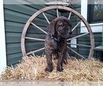 Puppy Dark Blue Rotticorso