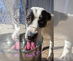 Small #4 American Pit Bull Terrier Mix