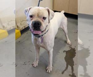 Boxer Dogs for adoption in Camarillo, CA, USA
