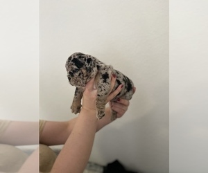 English Bulldog Puppy for sale in ORLANDO, FL, USA