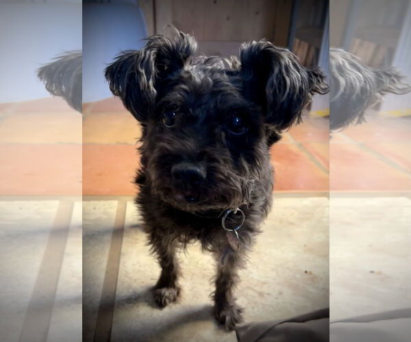 Medium Photo #1 Cairn Terrier-Unknown Mix Puppy For Sale in Cottonwood, AZ, USA