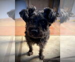 Small Cairn Terrier Mix