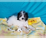 Small #6 Goldendoodle-Poodle (Toy) Mix