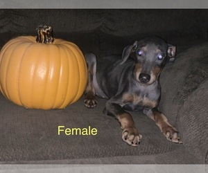 Doberman Pinscher Puppy for sale in HINTON, WV, USA