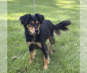 Sissy - Female - Mix Dog for Adoption - Photo #2