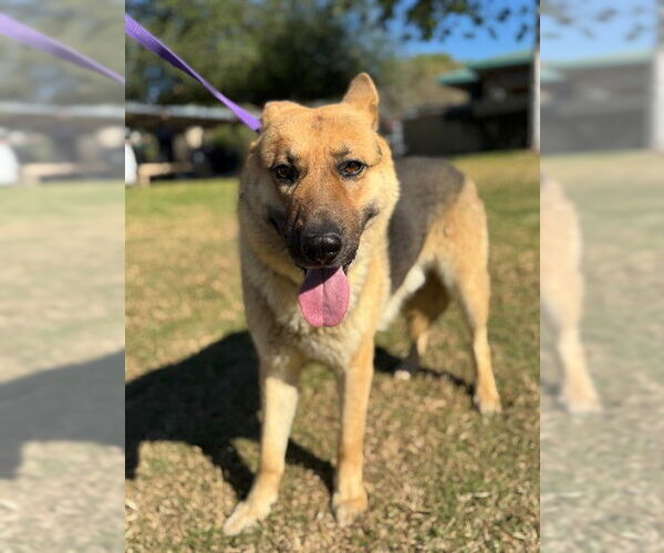Medium Photo #2 German Shepherd Dog Puppy For Sale in Riverside, CA, USA
