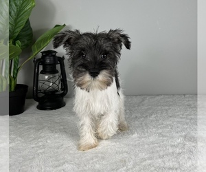 Schnauzer (Miniature) Puppy for sale in FRANKLIN, IN, USA