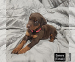 Small #4 Doberman Pinscher