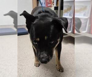 Rottweiler Dogs for adoption in Bakersfield, CA, USA