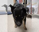 Small Rottweiler