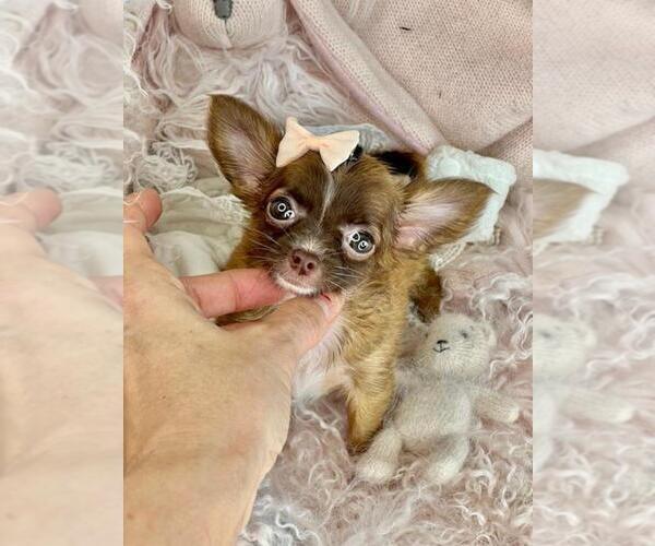 Medium Photo #2 Chihuahua Puppy For Sale in PEMBROKE PINES, FL, USA