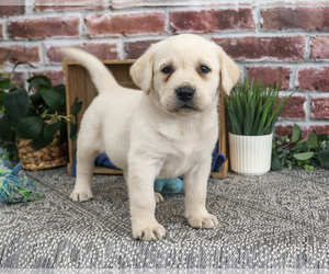Labrador Retriever Puppy for sale in SYRACUSE, IN, USA
