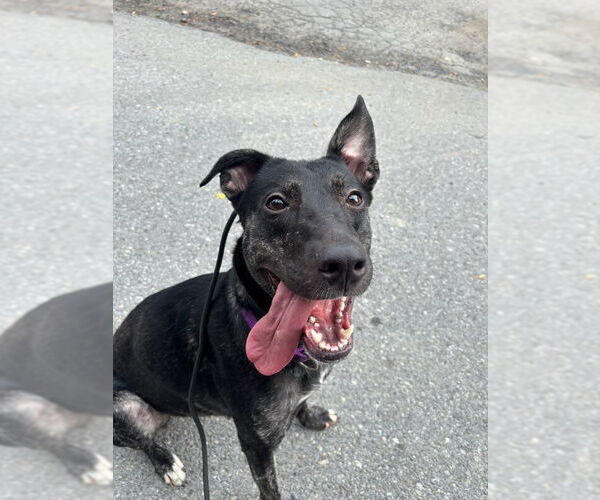 Medium Photo #1 Holland Shepherd-Unknown Mix Puppy For Sale in Brewster, NY, USA