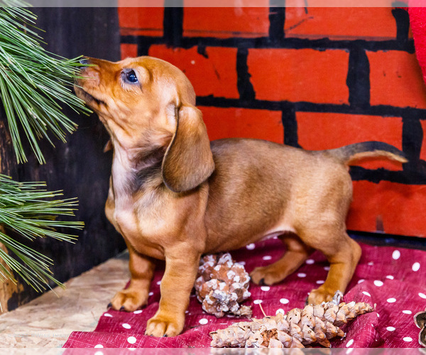 Medium Photo #5 Dachshund Puppy For Sale in WAKARUSA, IN, USA