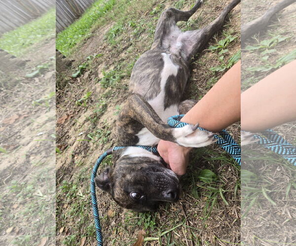 Medium Photo #2 Mutt Puppy For Sale in Jackson, MS, USA