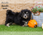 Litter of 2 - Male HavaneseLitter of Puppies for Sale - Photo #5