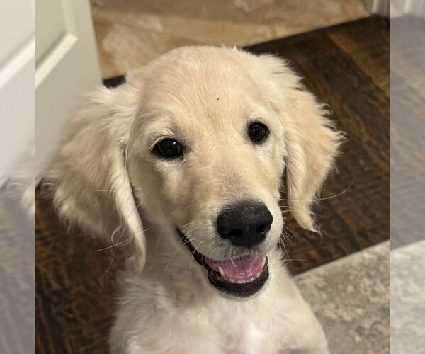 Medium Photo #2 Goldendoodle Puppy For Sale in Fort Worth, TX, USA