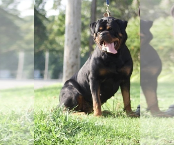 Medium Photo #1 Rottweiler Puppy For Sale in ALLENTOWN, PA, USA