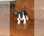 Puppy Bagheera French Bulldog