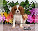 Image preview for Ad Listing. Nickname: Sophie