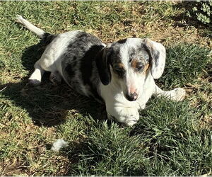 Dachshund Dogs for adoption in Hesperia, CA, USA