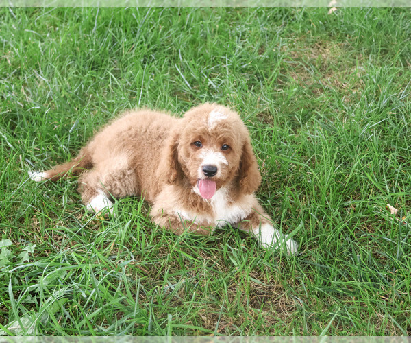 Medium Photo #4 Goldendoodle mix (+ Poodle Standard) Puppy For Sale in SYRACUSE, IN, USA