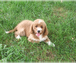 Lenny - Male Goldendoodle mix (+ Poodle Standard) Puppy for Sale - Photo #4