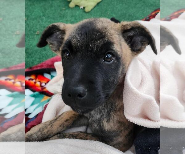 Medium Photo #1 German Shepherd Dog-Unknown Mix Puppy For Sale in Incline Village, NV, USA