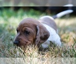 Small #4 Dachshund