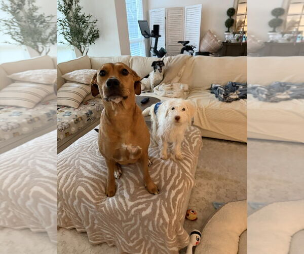 Medium Photo #5 Mutt Puppy For Sale in Arlington, VA, USA